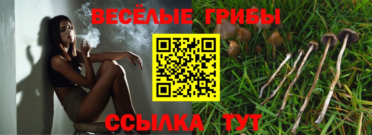 Электрогорск  Псилоцибиновые грибы Psilocybe  Вход с VPN 